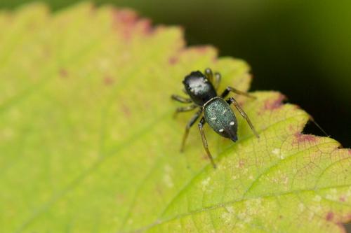 Heliophanus sp.