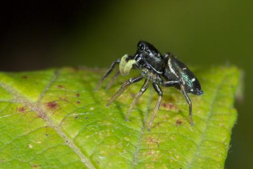 Heliophanus sp.