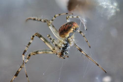 Réf. 241 992 : Metellina merianae