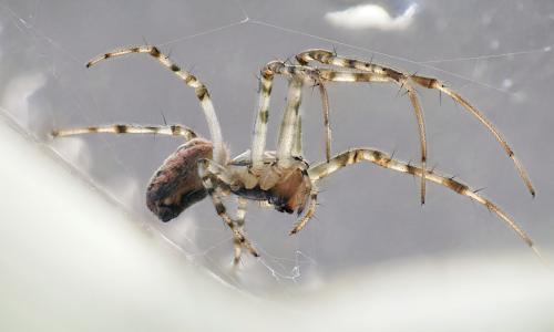 Réf. 241 988 : Metellina merianae