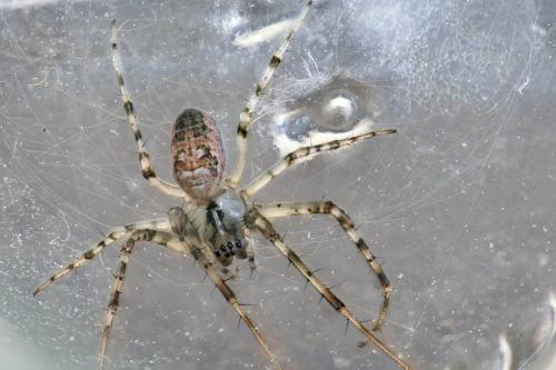 Réf. 241 991 : Metellina merianae