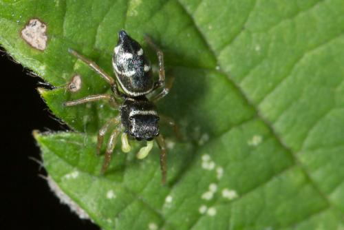 Heliophanus cupreus