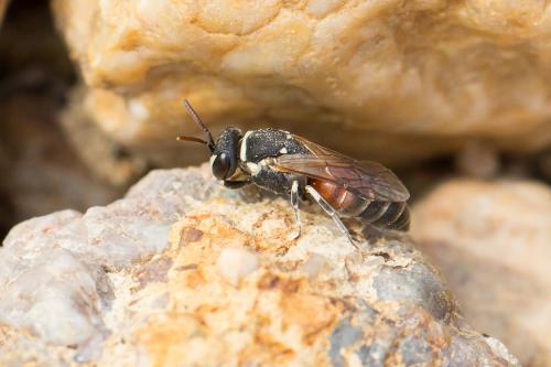 Hylaeus (meridionalis-variegatus)
