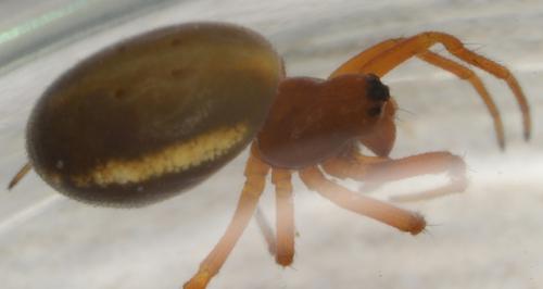 Réf. 241 209 : Hypsosinga sanguinea
