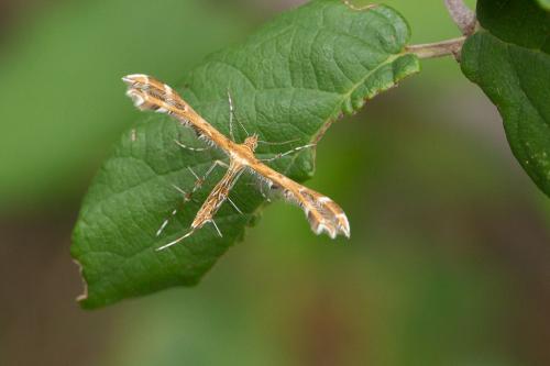 Réf. 241 655 : Oxyptilus sp.