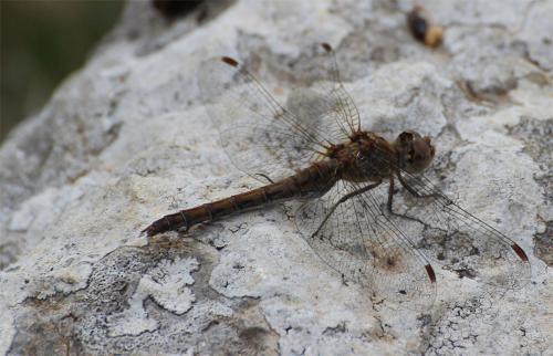 Réf. 241 128 : Sympetrum striolatum