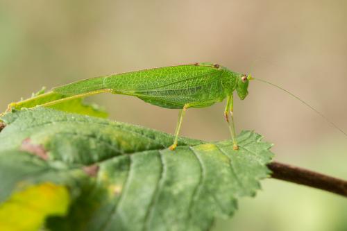 Phaneroptera nana