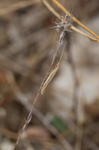 Coleophora helianthemella