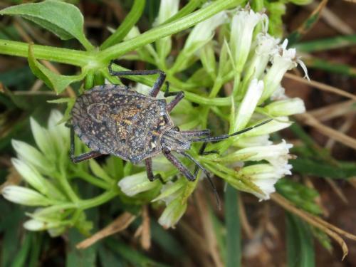 Réf. 241 085 : Pseudatelus stictica