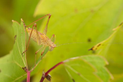 Phaneroptera sp.