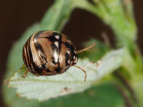 Réf. 241 578 : Sphaerocoris sp.