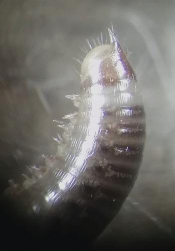 Réf. 241 362 : Allajulus nitidus