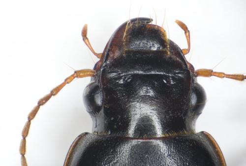 Réf. 241 201 : Pseudoophonus rufipes