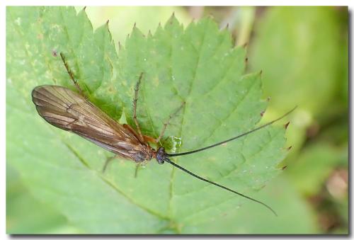 Anabolia nervosa