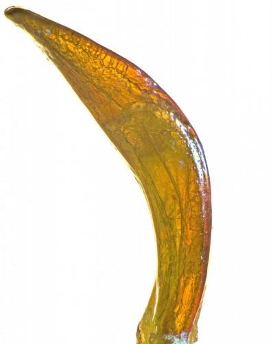 Réf. 241 984 : Otiorhynchus ghilianii