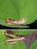 241869 – Photo : Didier Levasseur – Thaïlande