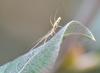 Tetragnatha sp.