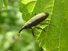 Lixus pulverulentus
