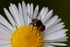 241411 – Photo : Pierre Duhem – France (95)