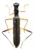 241492 – Photo : X. Gouverneur – Laos