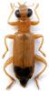 241388 – Photo : X. Gouverneur – Laos