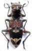 241502 – Photo : X. Gouverneur – Laos