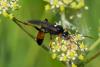 241554 – Photo : Bernard Saquet – France (48)