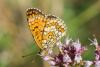 241766 – Photo : Bernard Saquet – France (12)