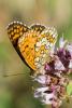 241759 – Photo : Bernard Saquet – France (12)