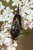 241855 – Photo : Bernard Saquet – France (12)