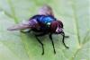 Lucilia sp.