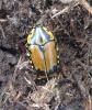 241221 – Photo : BAUER – Gabon