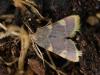 241130 – Photo : michel Aubailly – France (18)