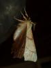 241035 – Photo : Bobabar – France (95)