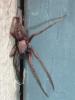 Segestria florentina