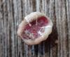 241116 – Photo : Catherine Reymonet-Smitten – France (31)