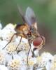241014 – Photo : Catherine Reymonet-Smitten – France (19)