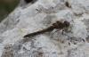 241128 – Photo : Williams Fondevilla – France (65)