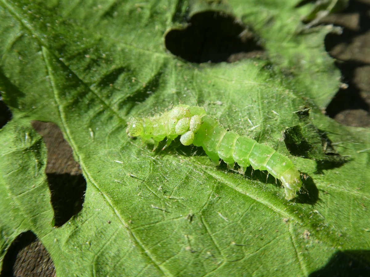 Andre Astric - Hypena proboscidalis - réf. 241644 (1200 x 900 pixels, 218 ko)
