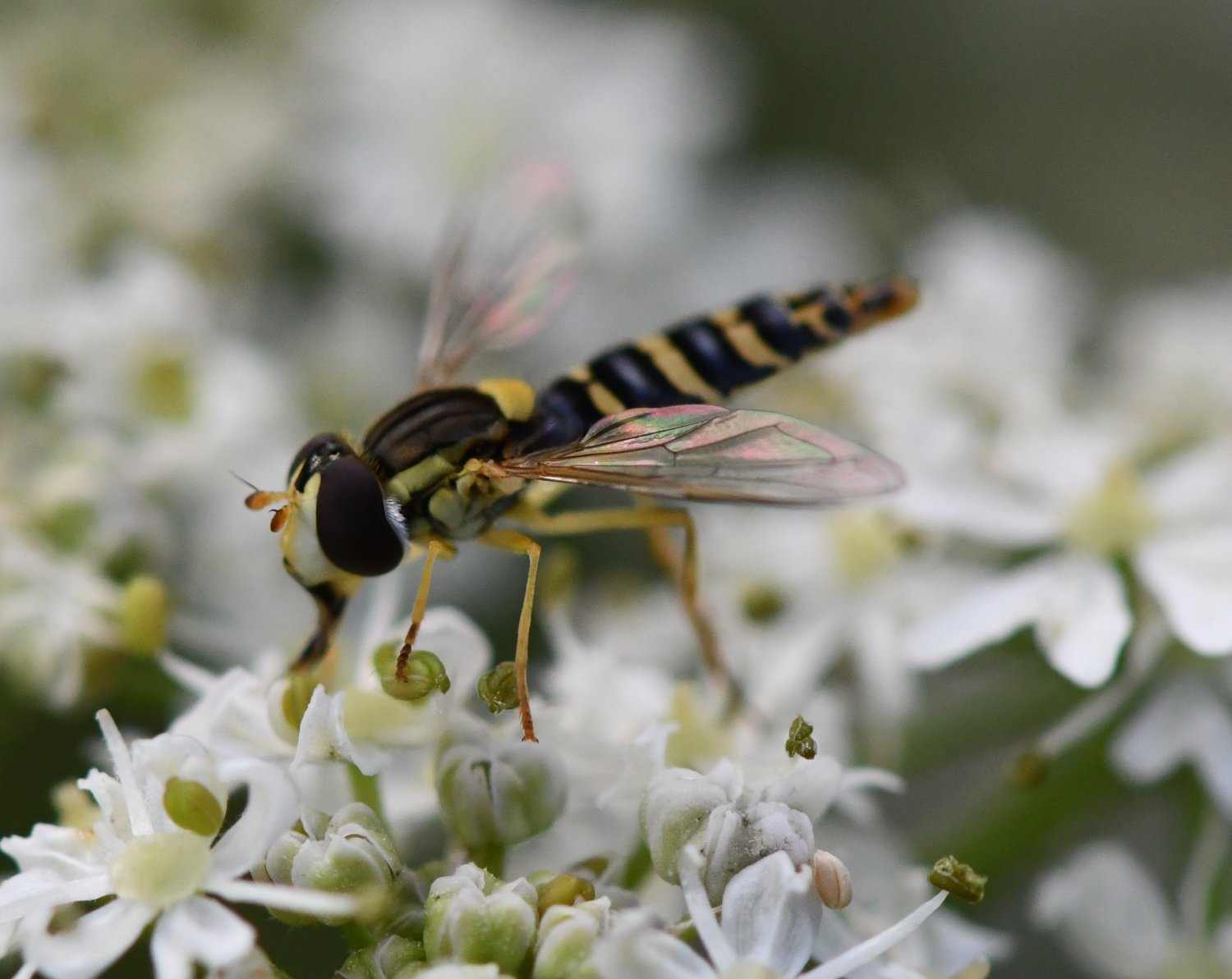 Jean-Michel GAREL - Sphaerophoria sp. - réf. 241670 (1500 x 1193 pixels, 182 ko)