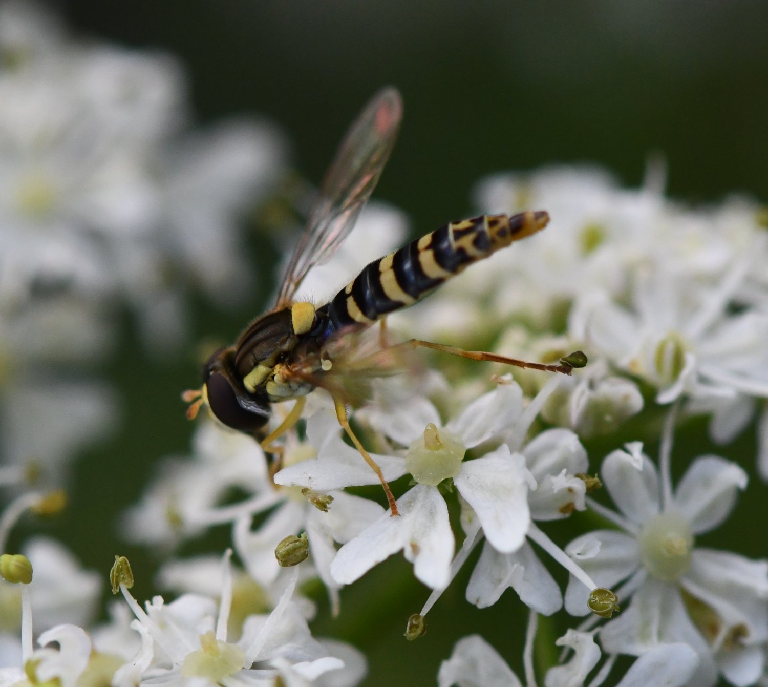 Jean-Michel GAREL - Sphaerophoria sp. - réf. 241669 (1500 x 1341 pixels, 201 ko)