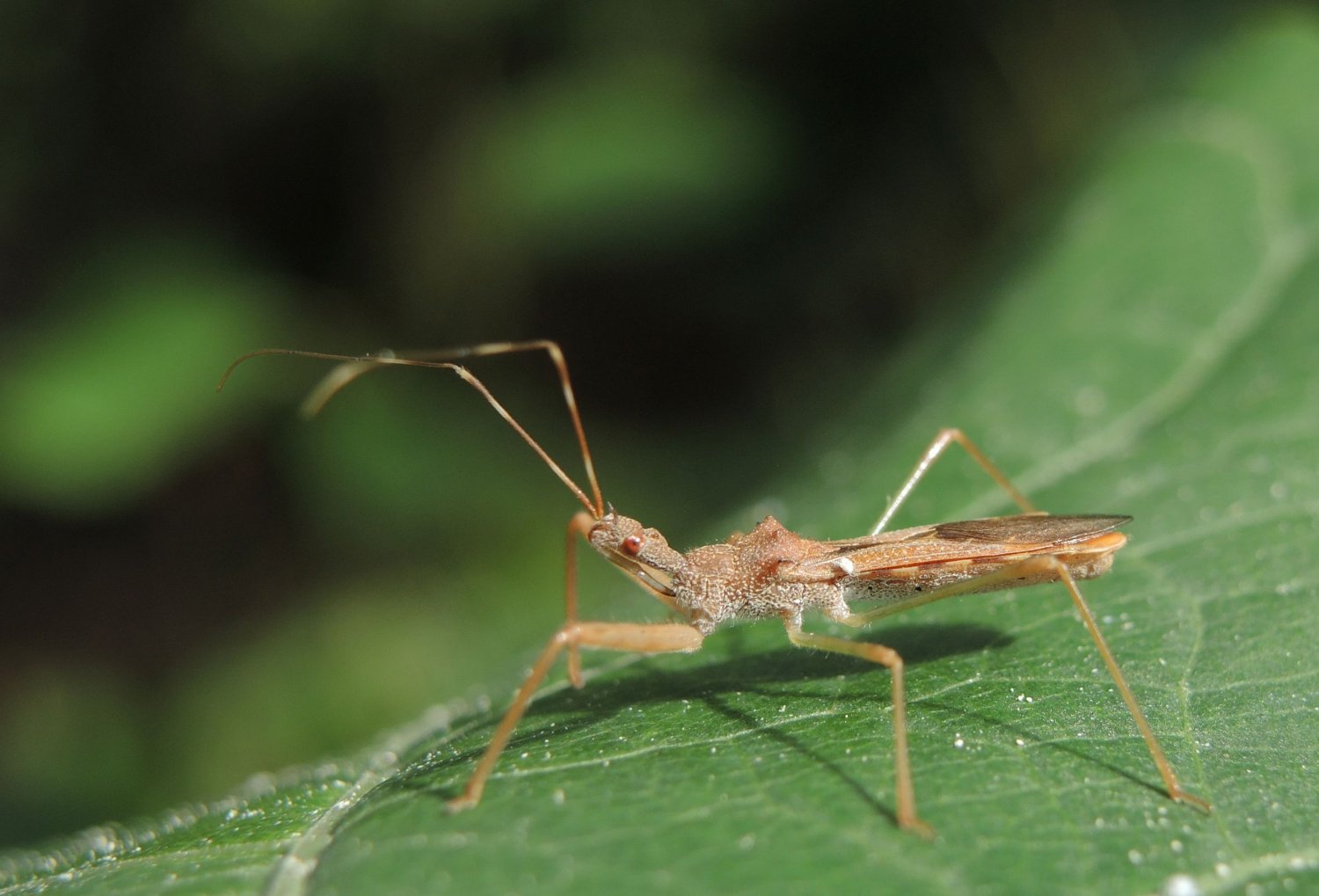 David Sannier - Nagusta goedelii - réf. 241256 (1500 x 1019 pixels, 150 ko)