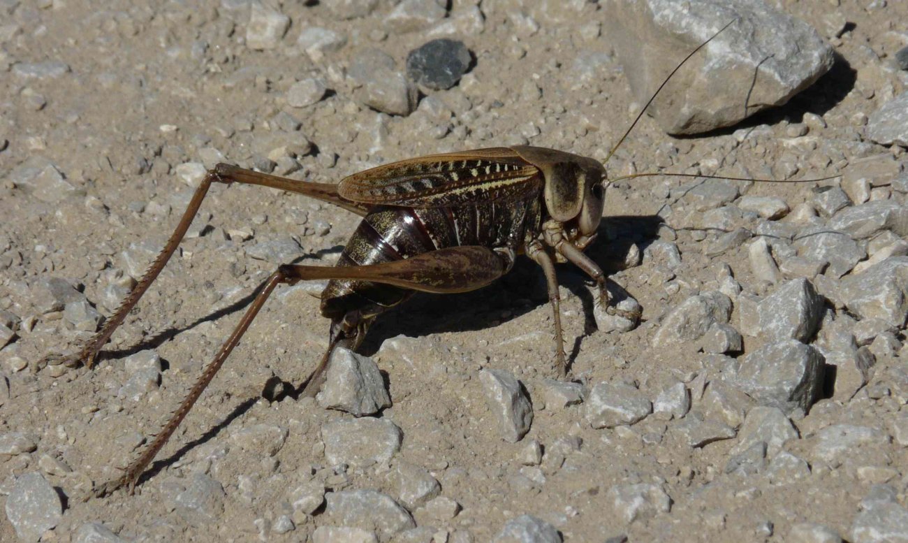 N. Vansieleghem - Decticus verrucivorus verrucivorus - réf. 241286 (1300 x 777 pixels, 219 ko)