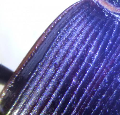Réf. 242 613 : Nebria salina
