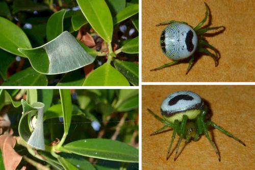 Araneus mitificus