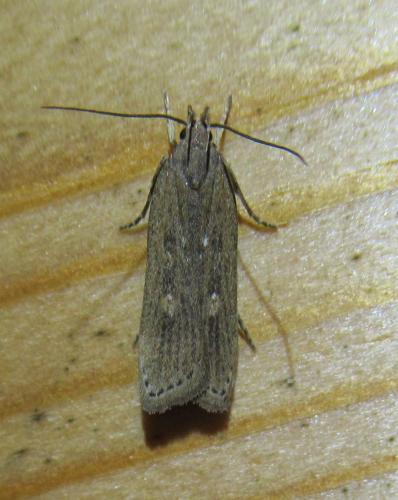 Réf. 242 807 : Helcystogramma triannulella