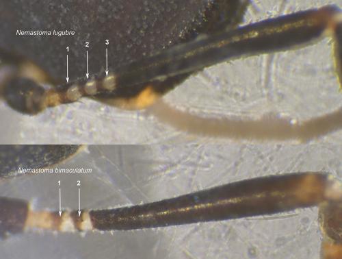 Réf. 242 145 : Nemastoma sp.