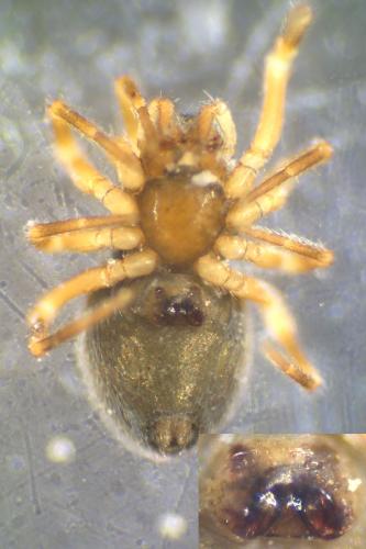 Cinetata gradata