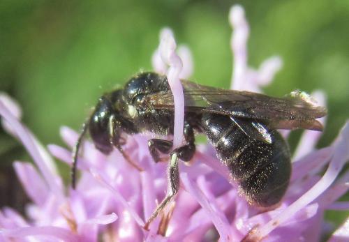 Ceratina cyanea