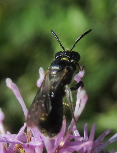 Ceratina cyanea